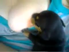 Zoo xxx's dog sucking its owner's tits